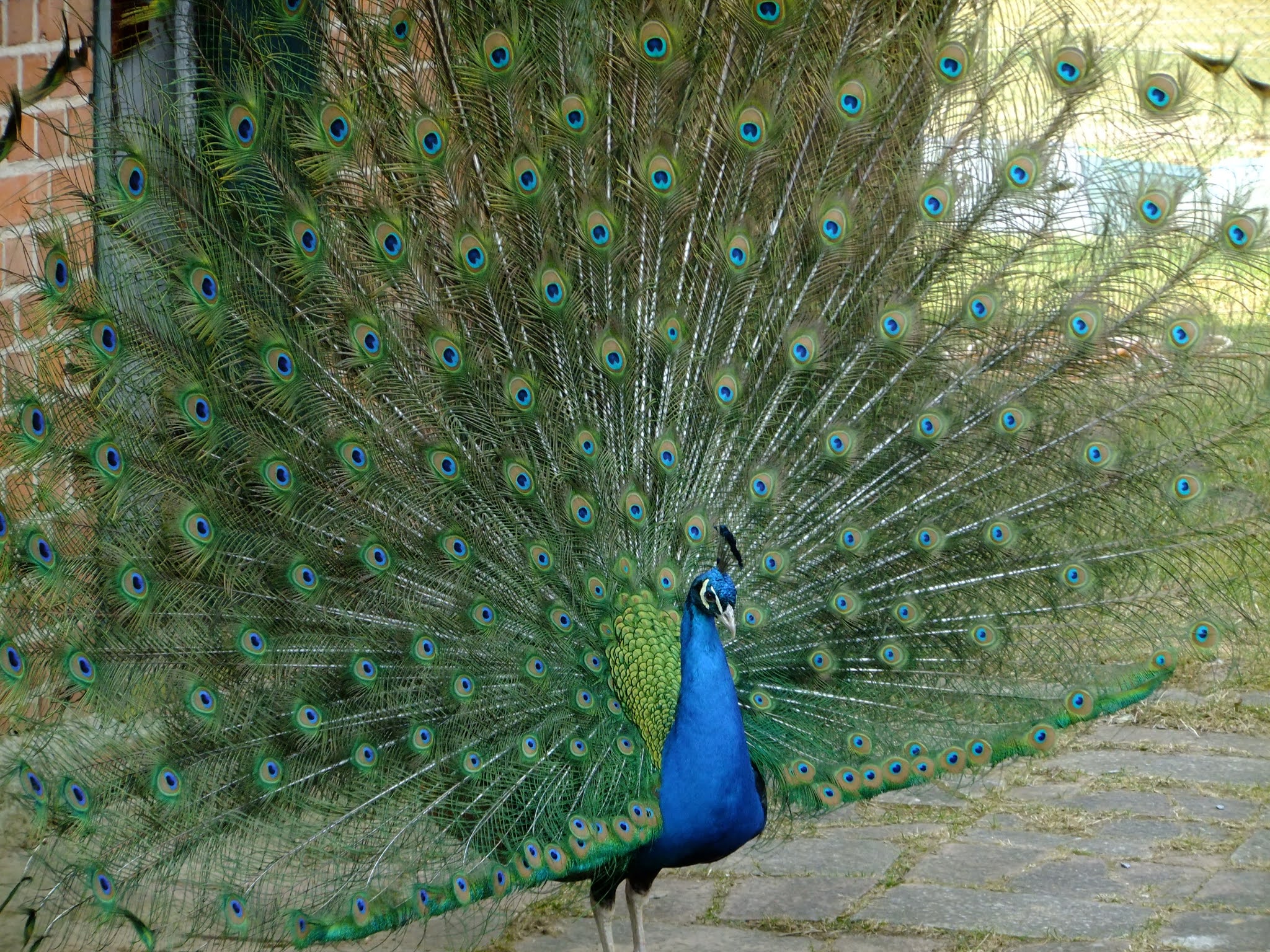 Bird Wing Pet Fauna Peacock Birds Galliformes Vertebrate Peafowl Phasianidae 858645